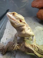 Agama vousatá + terárium a příslušenství
