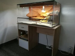 Agama vousatá + terárium a příslušenství