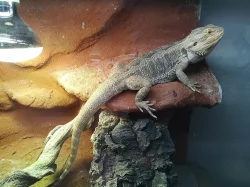 Agama vousatá + terárium a příslušenství