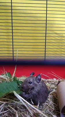Prodm osmaky degu,  kluci
