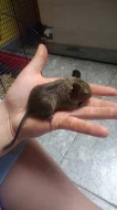 Prodm osmaky degu, kluci