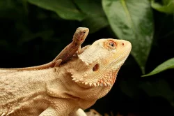 Agama vousatá – mláďata White/Citrus