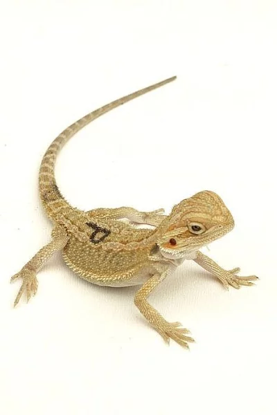 Agama vousatá – mláďata White/Citrus