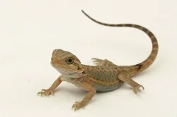 Agama vousatá – mláďata White/Citrus