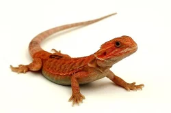 Agama vousatá – mláďata Red/Orange