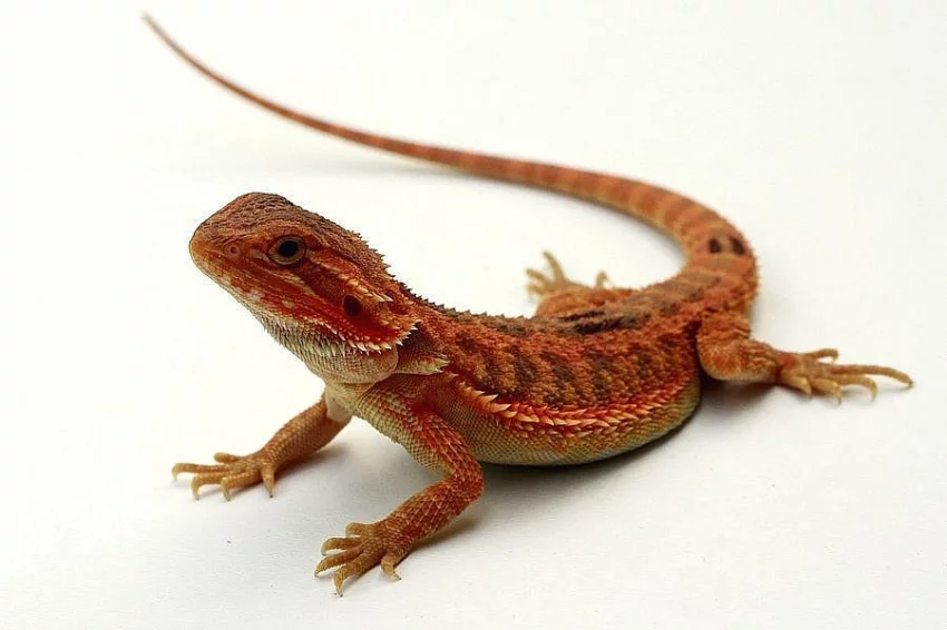 Agama vousatá – mláďata Red/Orange