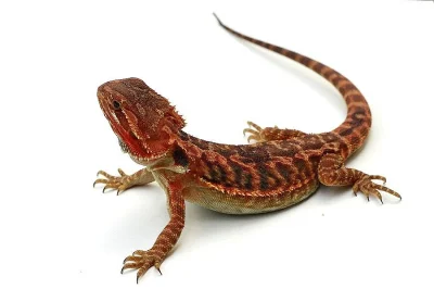 Agama vousatá – mláďata Red/Orange