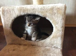 Daruji do dobrých rukou krásné kotatko