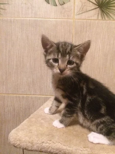 Daruji do dobrých rukou krásné kotatko