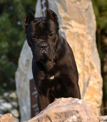 Cane corso