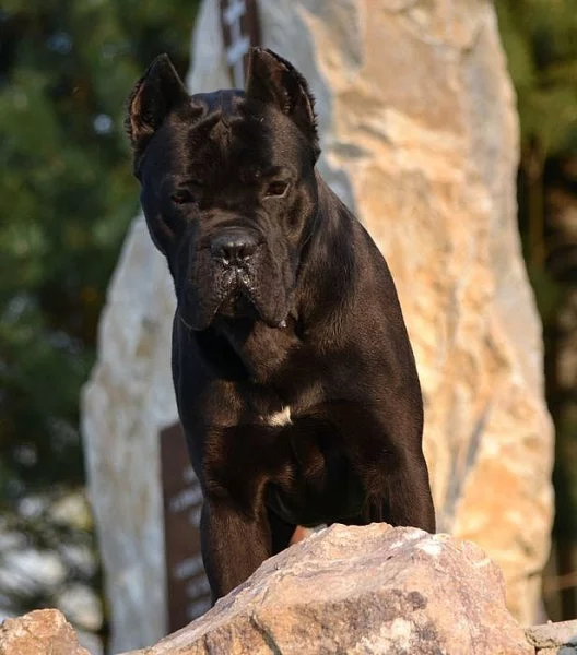 Cane corso