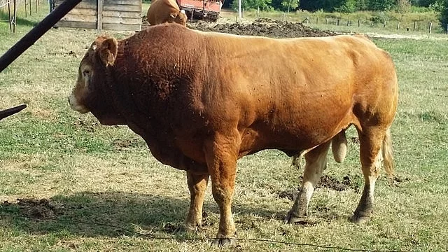 Prodám chovného býka Limusine