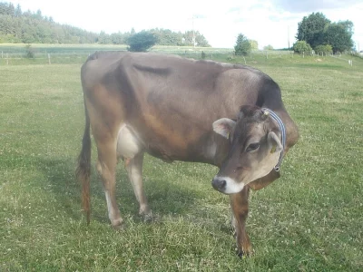 100% Swiss brown