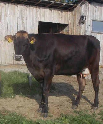 Březí jalovice