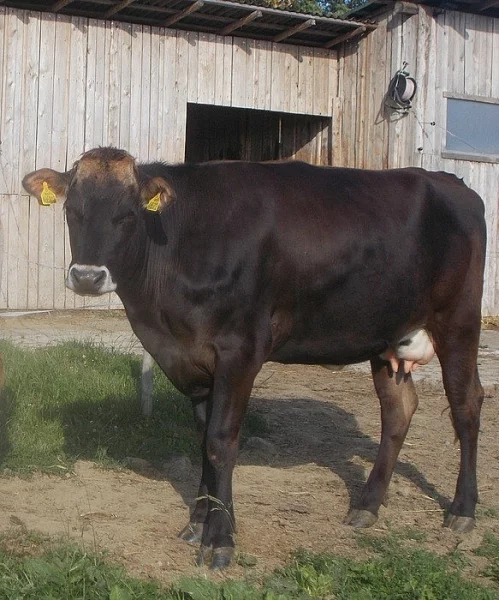 Březí jalovice