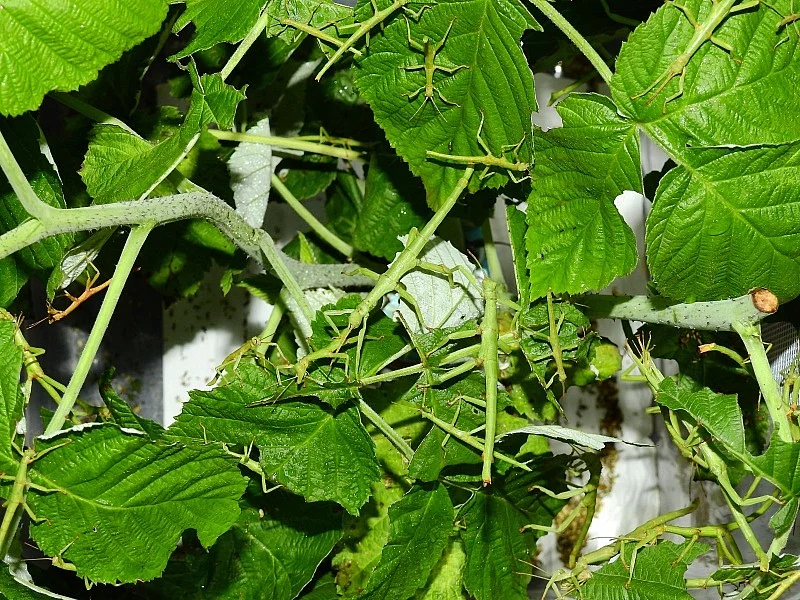 Nymfy strašilky Diapherodes gigantea