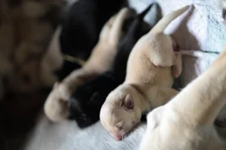 Prodám štěňata labradorského retrievera