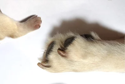 Prodám štěňata labradorského retrievera