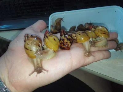 Lissachatina iredalei Zanzibar