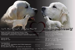 Štěňátka zlatých retrívrů a labradorů