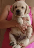 Štěňátka zlatých retrívrů a labradorů