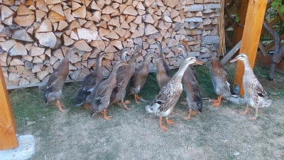 Prodám kachňata indického běžce.