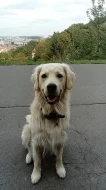 Zlatý retrívr - pes ke krytí