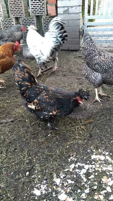 Kohoutek a slepička - plemeno Pavlovka