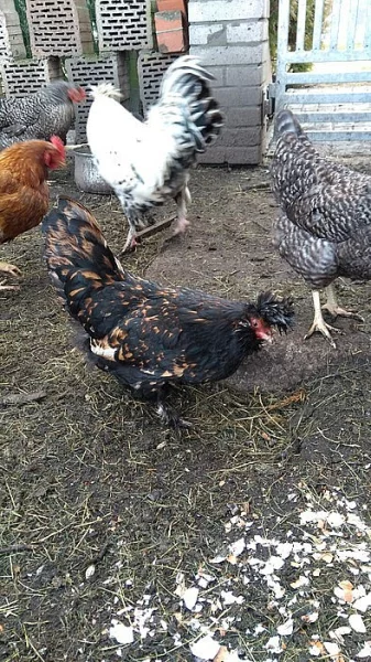 Kohoutek a slepička - plemeno Pavlovka