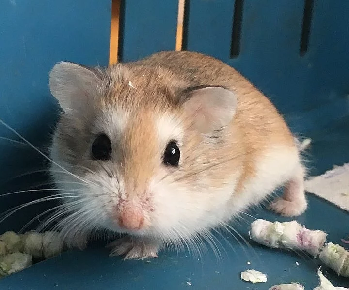 Mláďata křečíka roborovského