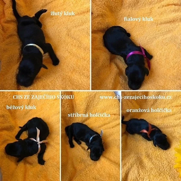 Černá štěňátka Flat Coated Retriever s PP