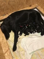 Černá štěňátka Flat Coated Retriever s PP