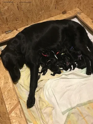 Černá štěňátka Flat Coated Retriever s PP
