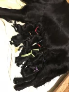 Černá štěňátka Flat Coated Retriever s PP