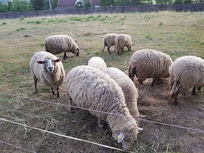 stádo ovcí 3x + 1x beran