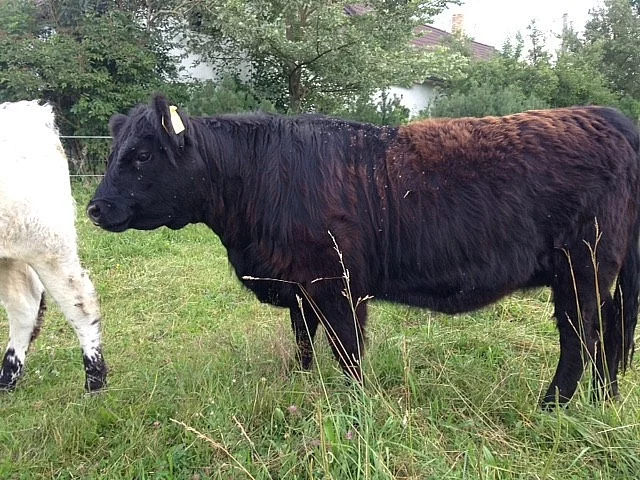 Prodám plemenné jalovice Galloway
