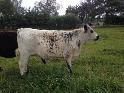 Prodám plemenné jalovice Galloway