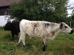 Prodám plemenné jalovice Galloway
