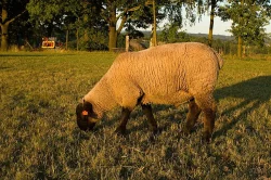 Beránci Suffolk