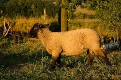Beránci Suffolk