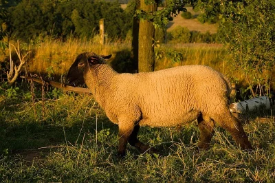 Beránci Suffolk