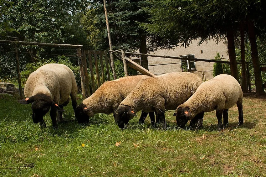 Beránci Suffolk