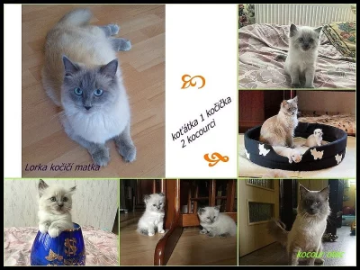 Prodám koťátka plemene Ragdoll