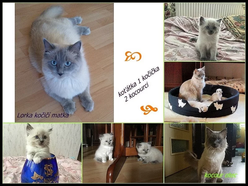 Prodám koťátka plemene Ragdoll