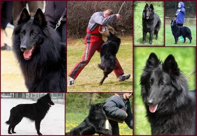 Belgický ovčák groenendael s PP