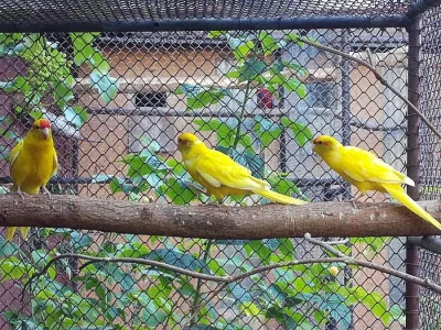 Kakariki