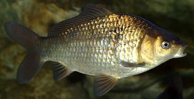 Karas