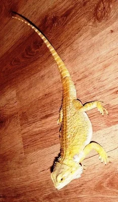 Hadi + terária + Agama vousatá