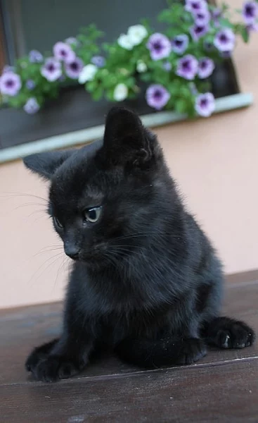 Daruji kotě