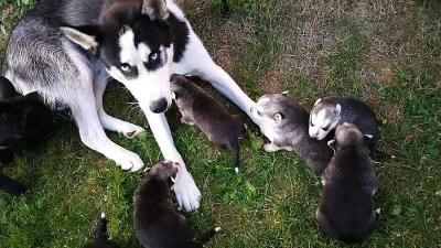 Nabizim k prodeji Štěňata Haskyho zkřížená s vlčákem.